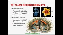 FSc Biology Book1, CH 10, LEC 13; Phylum Echinodermata