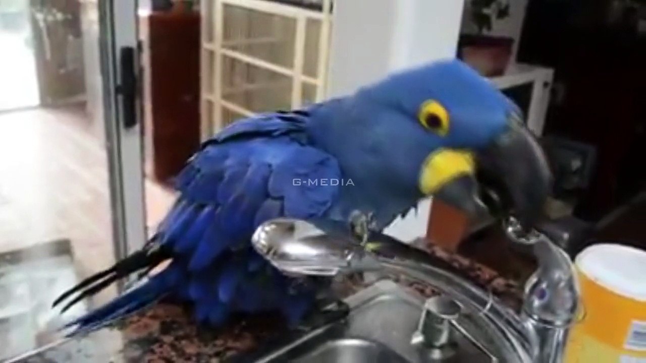 Angry Bird Rio Bath Time