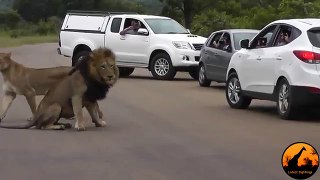 Lion Shows Tourists Why You Must Stay Inside Your Car -