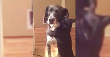 Lorsque ce chien est rentré à la maison après 10 jours d'absence, ce chat a fait CECI.