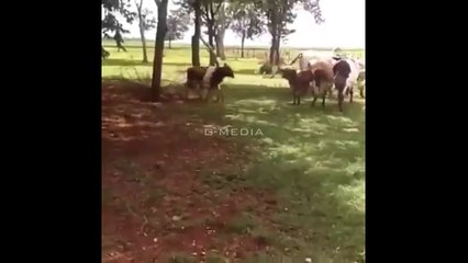 Thug Goat Cow Knockout