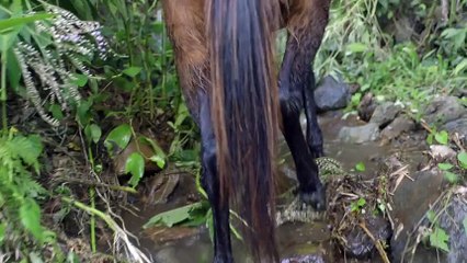 Monte Adentro (2015) Trailer