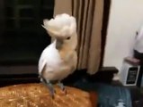 Gangnam Style Dansı Yapan Papağan