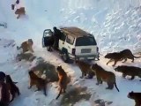 lions attack a jeep watch and share