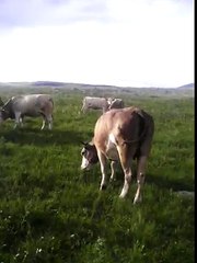 KARS EN UYGUN FİYARLARA - DAMIZLIK - KESİMLİK - TOPLU İNEK SATIŞLARI