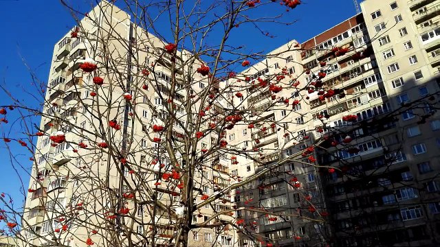 Huawei Mate7, тест камеры - Непонятные зимние птички