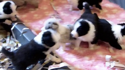 Cachorros Lenka & Indi 18-03-15