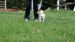 HIRO lernt FUSS HOME EINKREIS CIRCLE TURN Clickertraining Hund