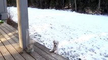 Bichon Frise Puppy 10 Weeks Old, Playing in Snow for First Time