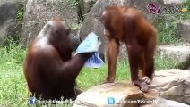 LOL Best funny animals   Cutest animals   animal acting like humans