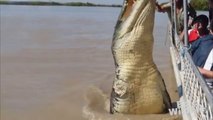 Giant One - Armed Crocodile