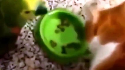 LOL Best Funny Cats Vs Dog Compilation   Funny Animal Videos