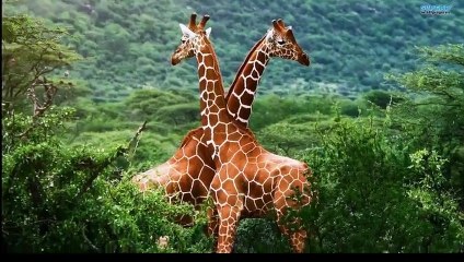 LOL Cute Animals Pictures Compilation 2015   Part 2