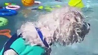 Bichon frise swims in pool