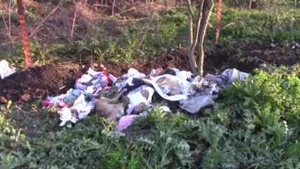 12 Sokak Köpeğinin Telef Edildiği İddiası