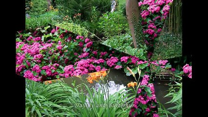 Jardin de Monet - Jardin d'eau