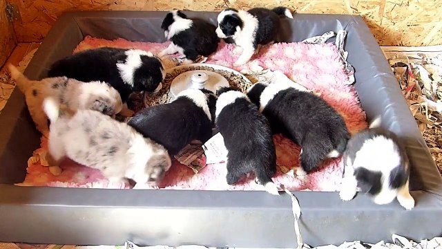 Mafalda's Border Collie-Cachorros Lenka & Indi 19-03-15-B