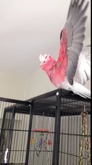 Worlds most excited bird