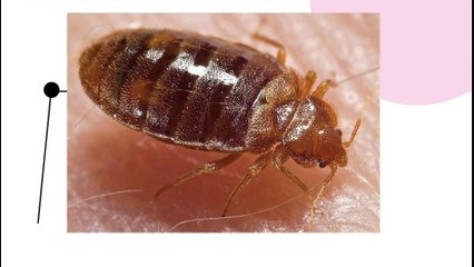 Sillon de Bretagne : la galère des punaises de lit