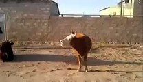 Cow gone crazy watch this funny video and you can't stop your laugh