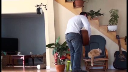 Jerk Kicks His Cat,  Quickly Receives Instant Karma