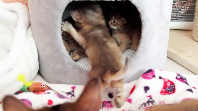 Chatons Somalis 3 semaines