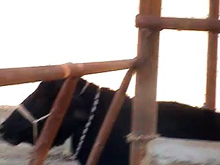 EH dairy farm 419jb gojra pakistan (103) ANIMALS