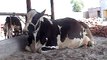 EH dairy farm 419jb gojra pakistan (97) ANIMALS