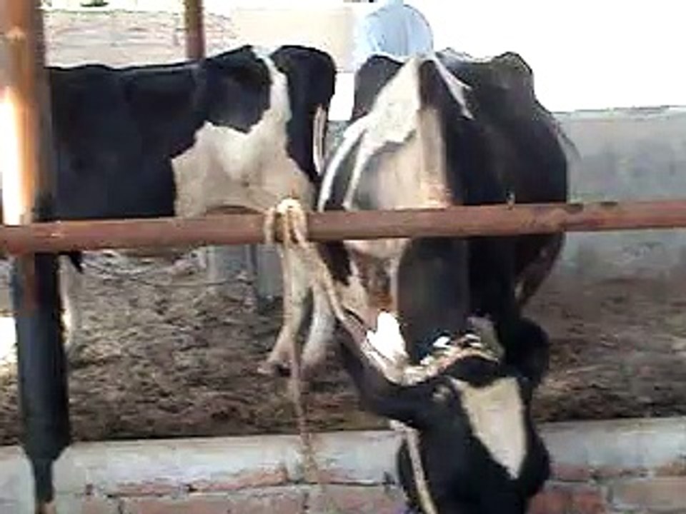 EH dairy farm 419jb gojra pakistan (95) ANIMALS