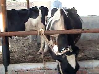 EH dairy farm 419jb gojra pakistan (95) ANIMALS