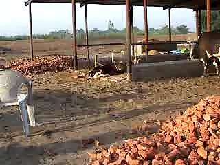 EH dairy farm 419jb gojra pakistan (100) ANIMALS