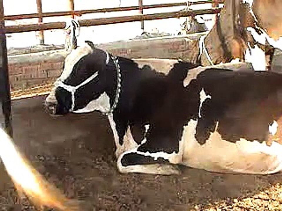 EH dairy farm 419jb gojra pakistan (91) ANIMALS