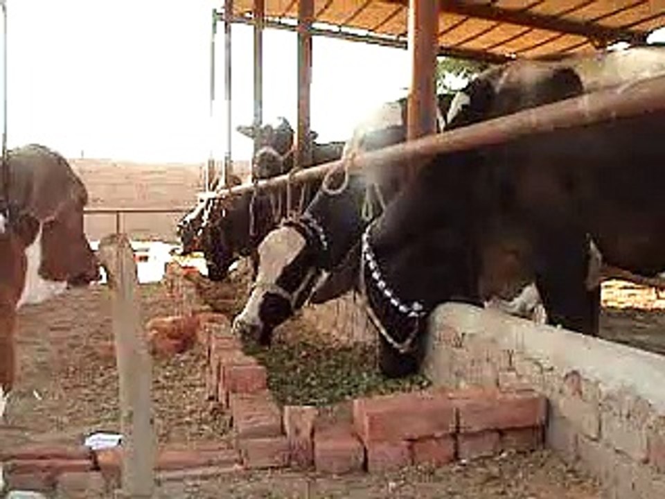 EH dairy farm 419jb gojra pakistan (91) ANIMALS