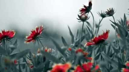 Мельница Лента в волосах