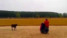Calf Bull Attacks Man - Super Funny !