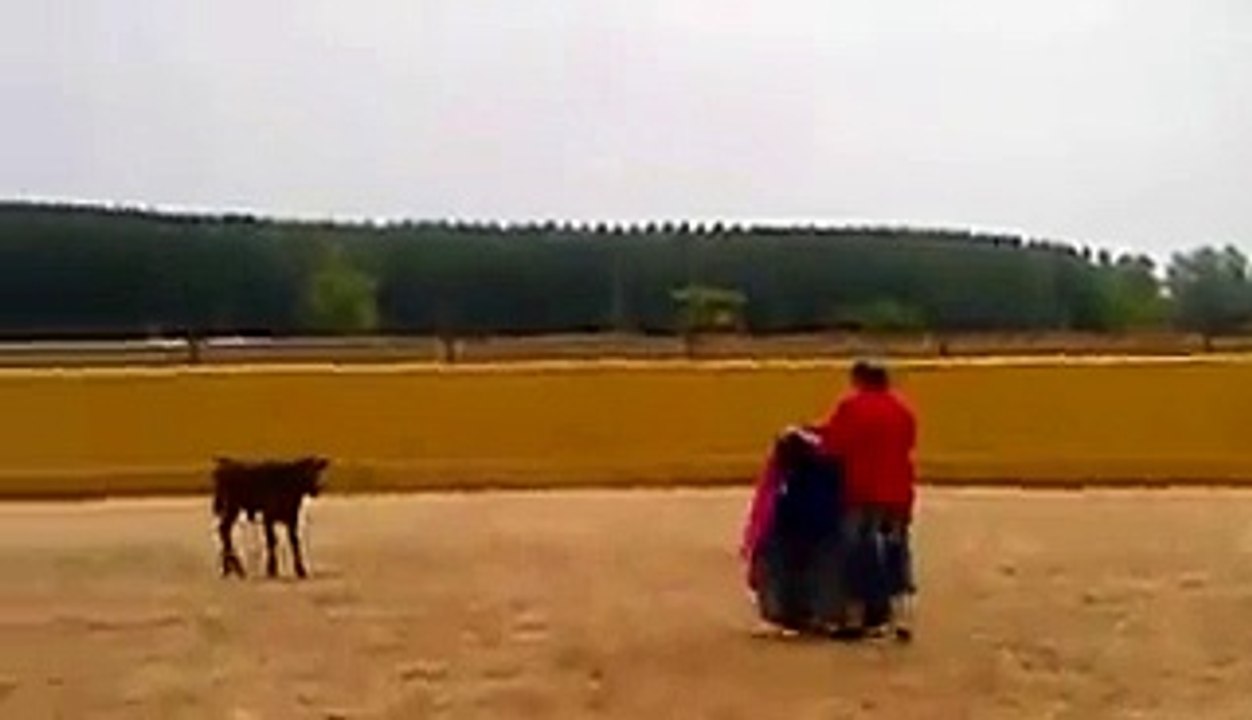 Calf Bull Attacks Man - Super Funny !