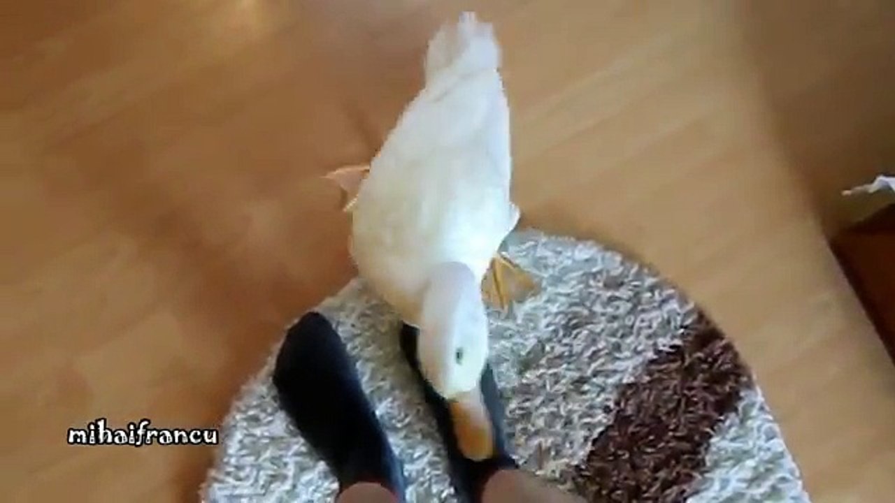 Cute Duck
