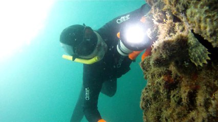 Ilha do Tesouro, Moai Gigante da Ilha da Páscoa, Praia Secreta, Peixes Venenosos, Navegação no Arquipélago da Almada, 25 milhas submarinas, Marcelo Ambrogi, Ubatuba, SP, Brasil, (2)