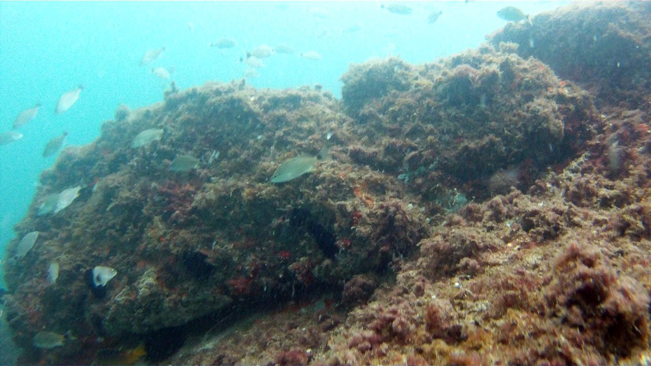 Ilha do Tesouro, Moai Gigante da Ilha da Páscoa, Praia Secreta, Peixes Venenosos, Navegação no Arquipélago da Almada, 25 milhas submarinas, Marcelo Ambrogi, Ubatuba, SP, Brasil, (7)