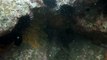 Ilha do Tesouro, Moai Gigante da Ilha da Páscoa, Praia Secreta, Peixes Venenosos, Navegação no Arquipélago da Almada, 25 milhas submarinas, Marcelo Ambrogi, Ubatuba, SP, Brasil, (8)