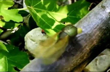 Minuscule - Best Of Ladybug / Best Of Coccinelle