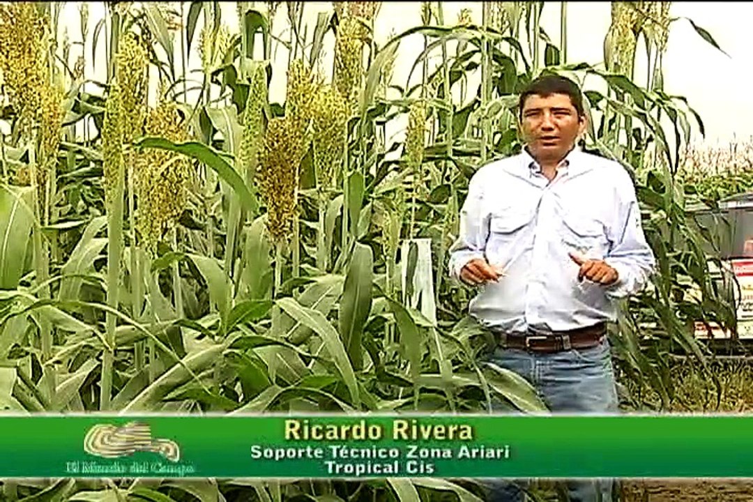 17 de marzo de 2015 Sorgos y Maiz