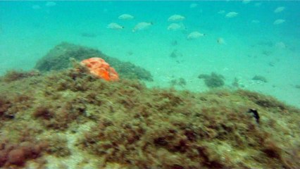 Ilha do Tesouro, Moai Gigante da Ilha da Páscoa, Praia Secreta, Peixes Venenosos, Navegação no Arquipélago da Almada, 25 milhas submarinas, Marcelo Ambrogi, Ubatuba, SP, Brasil, (29)