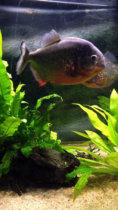 Amazing pygocentrus nattereri