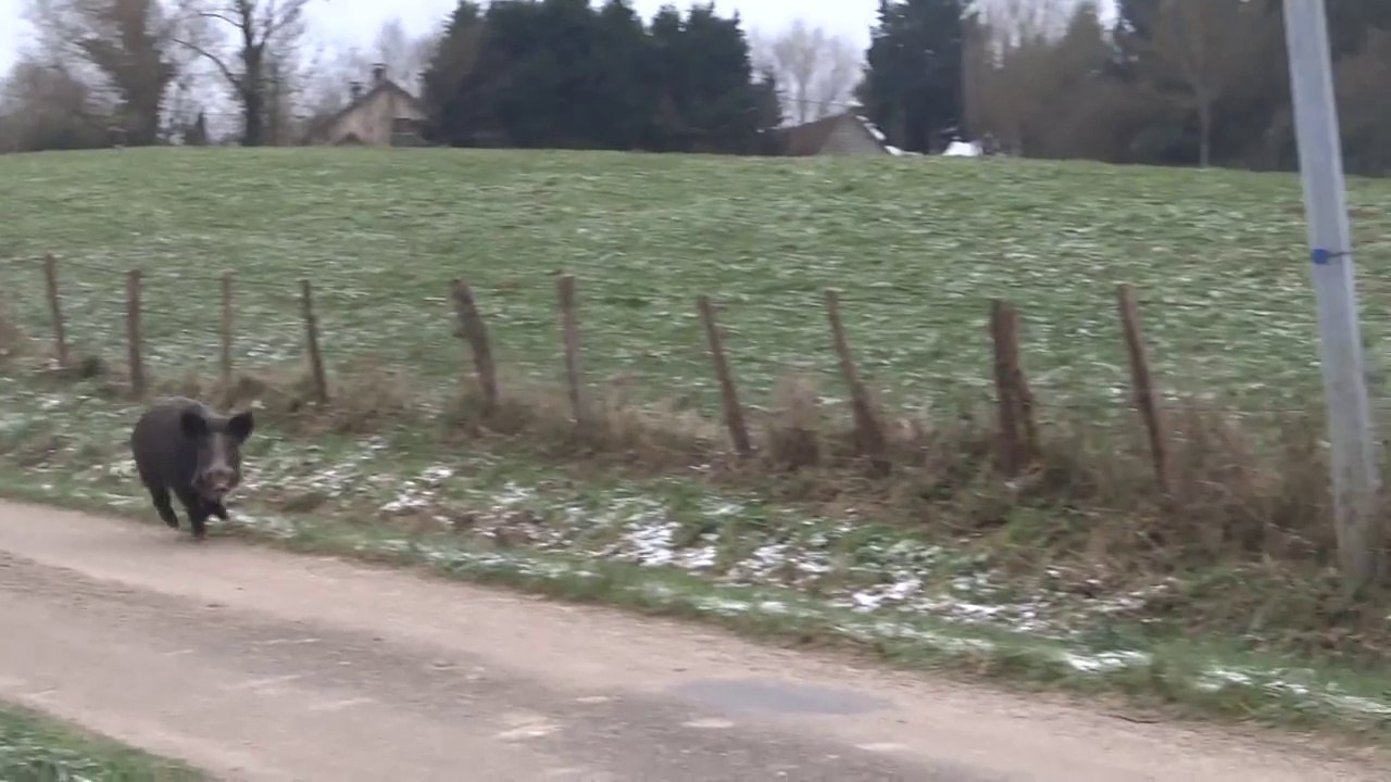 Ils se font Charger par un Sanglier mais sont Sauvés par des Poneys
