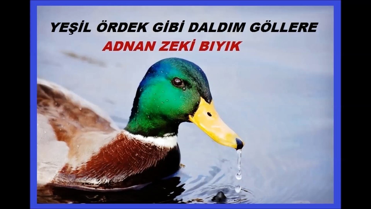 Yeşil ördek Gibi daldım Göllere-Adnan Zeki Bıyık