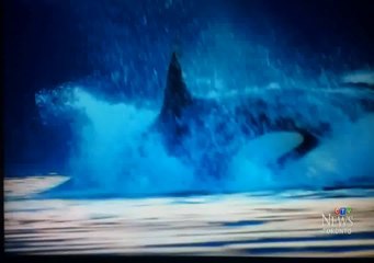 Killer Whales feeding