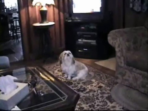 Funny Dog that sneezes when told to