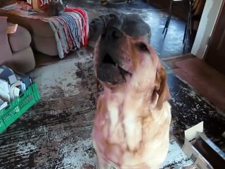 GUARANTEED TO MAKE YOUR DOG HOWL