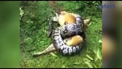 Miracle As Owner Saves Dog From Python s Clutches